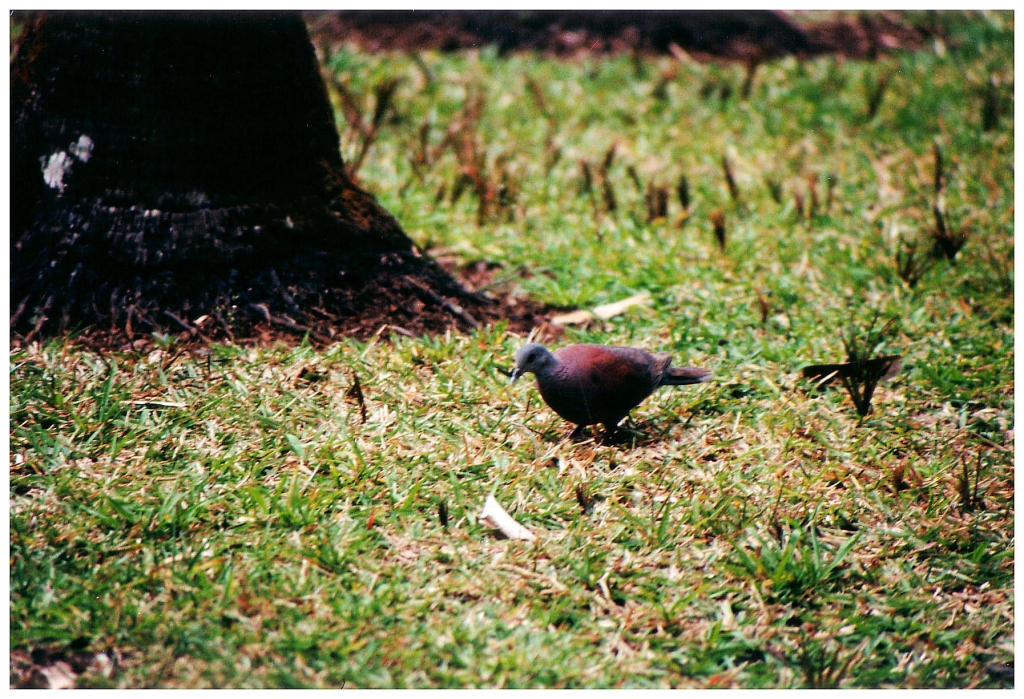 01 - Ile Maurice (17).jpg